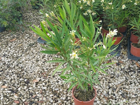 Oleander v.18 06.2017