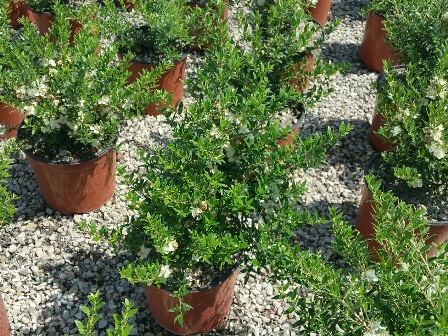 Communis Microphylla V.19 09/2017