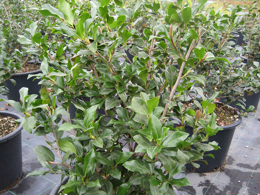 Camelia Sasangua