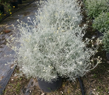  Cineraria Silver Dust