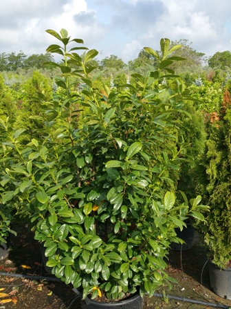 Laurocerasus Novita V.35
