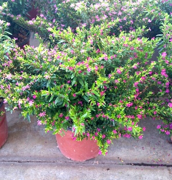 Cuphea Hyssopifolia v.19
