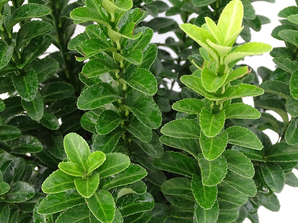 Benkomasaki V.18 APRILE2019