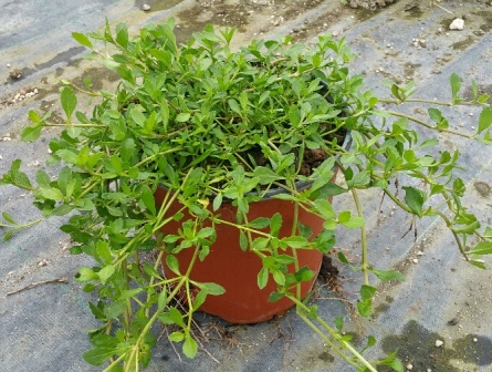 Nodiflora APRILE 2019
