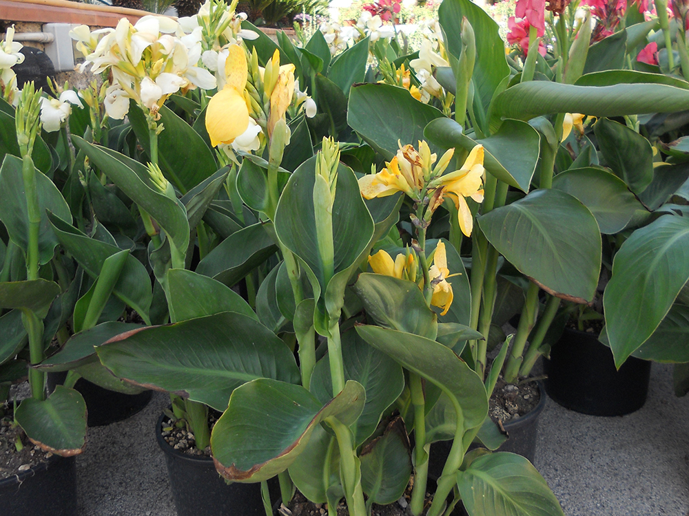 Canna Indica Compatta