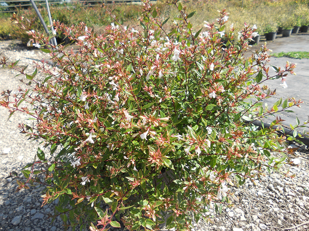 Grandiflora V.35 APRILE 2019