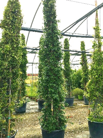 Jasminoides H 400 APRILE 2019