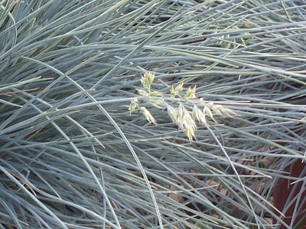 Glauca V.19 MAGGIO2019