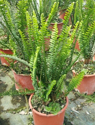 Cordifolia v.19 maggio2019