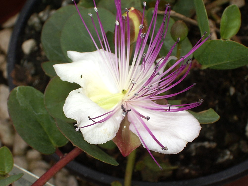 Capparis Spinosa