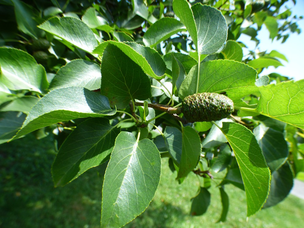 cordata
