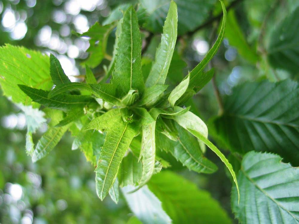 Carpinus Betulus Pyramidalis