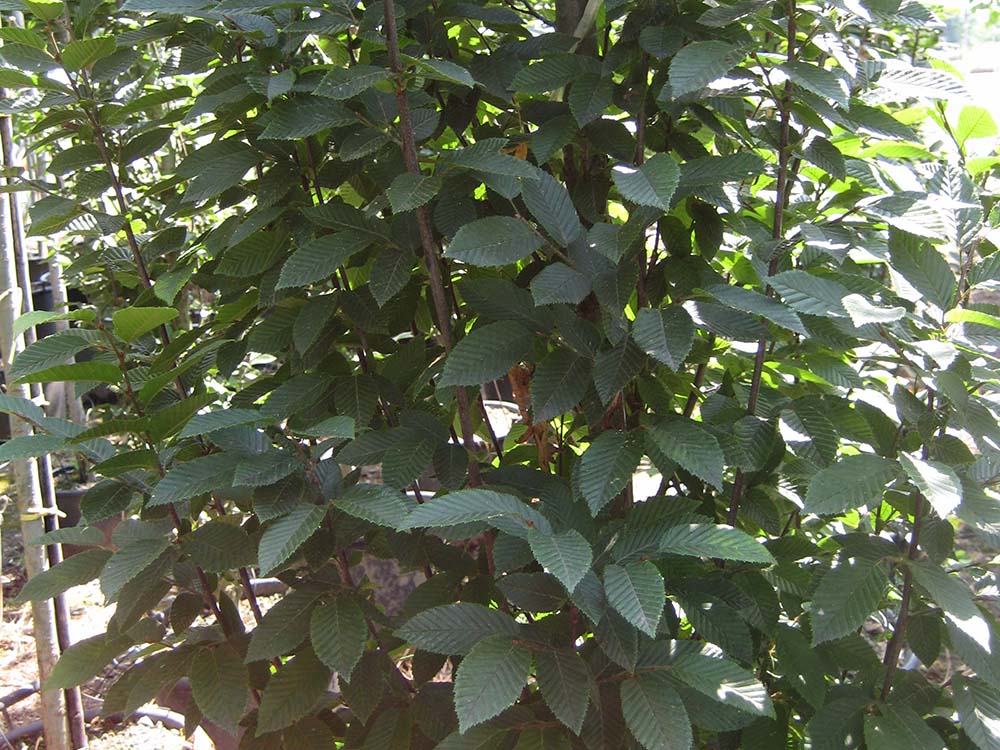Carpinus Betulus Pyramidalis