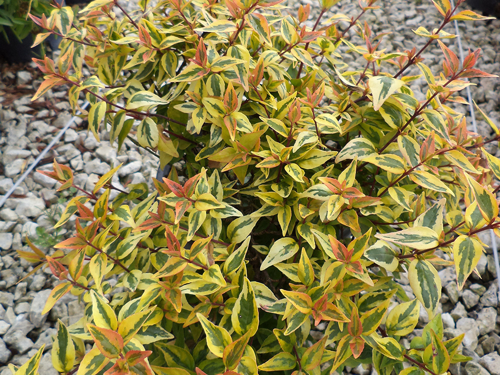 Abelia Grandiflora Kaleidoskope