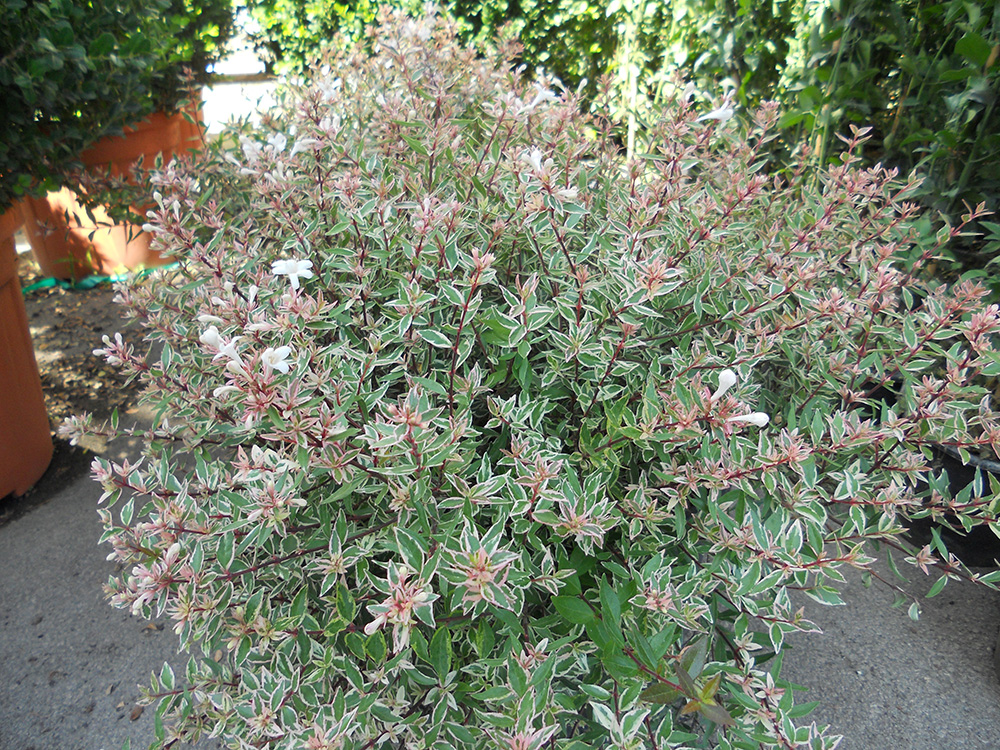 Abelia Variegata