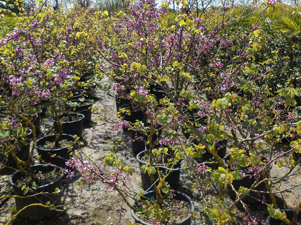 Cercis Siliquastrum