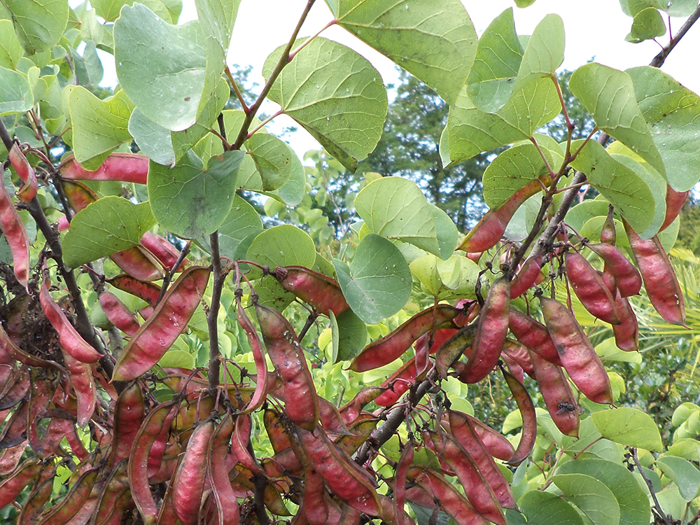 Cercis Siliquastrum