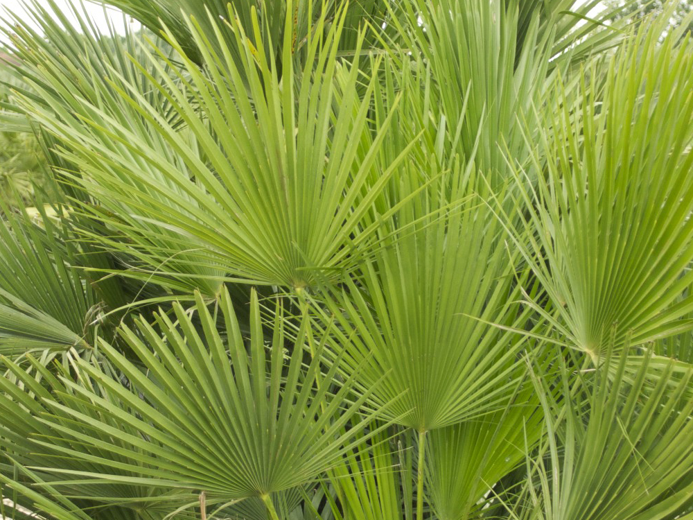 Chamaerops Humilis