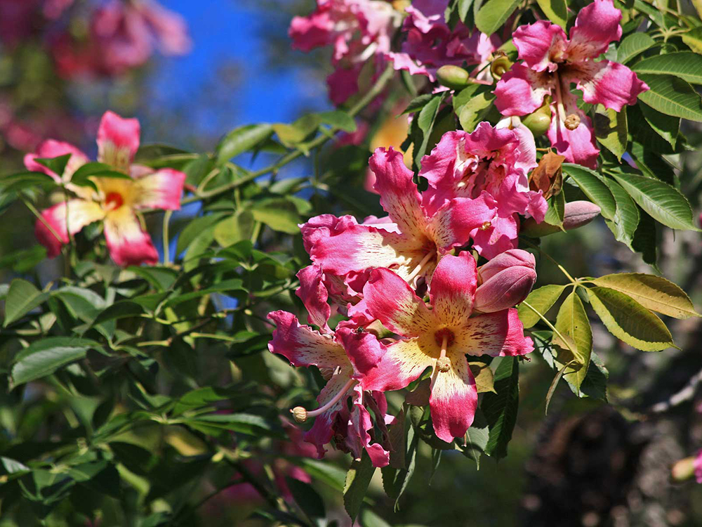 Chorisia Speciosa