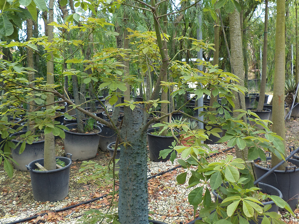 Chorisia Speciosa