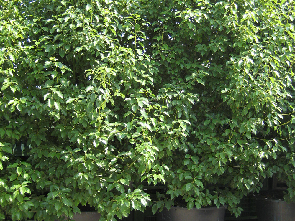 Cinnamomum Camphora