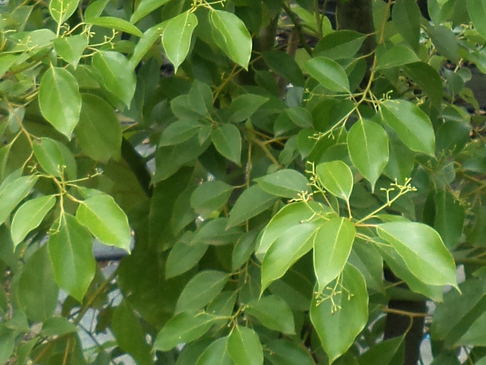 Cinnamomum Camphora