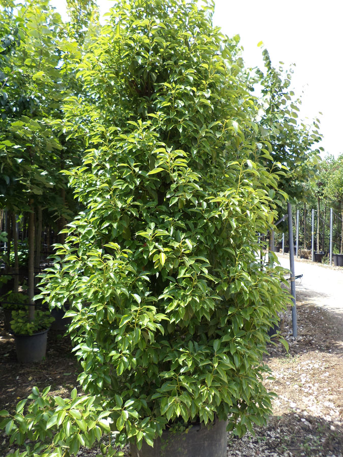 Canfora (Cinnamomum Camphora) Vivai Imperatore