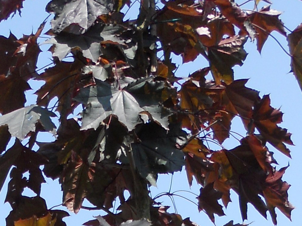 Acer Crimson King