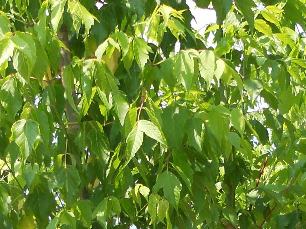 Acer Negundo