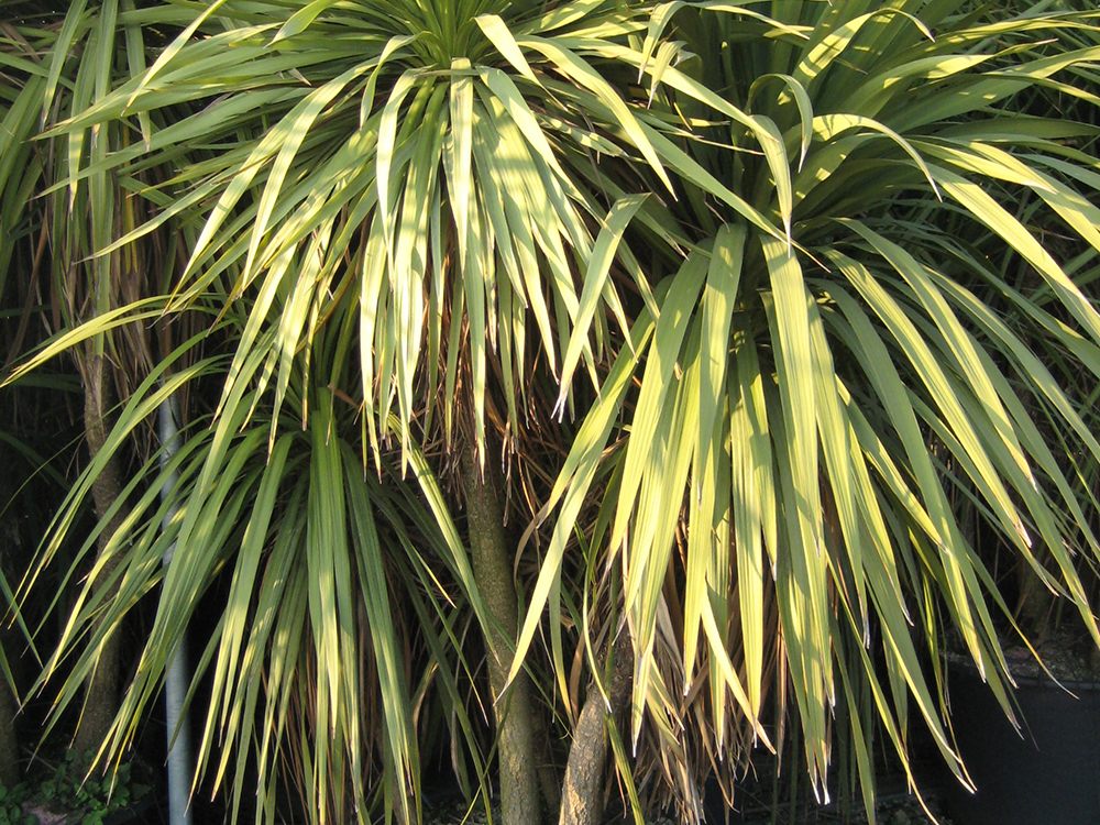 Cordyline Indivisa