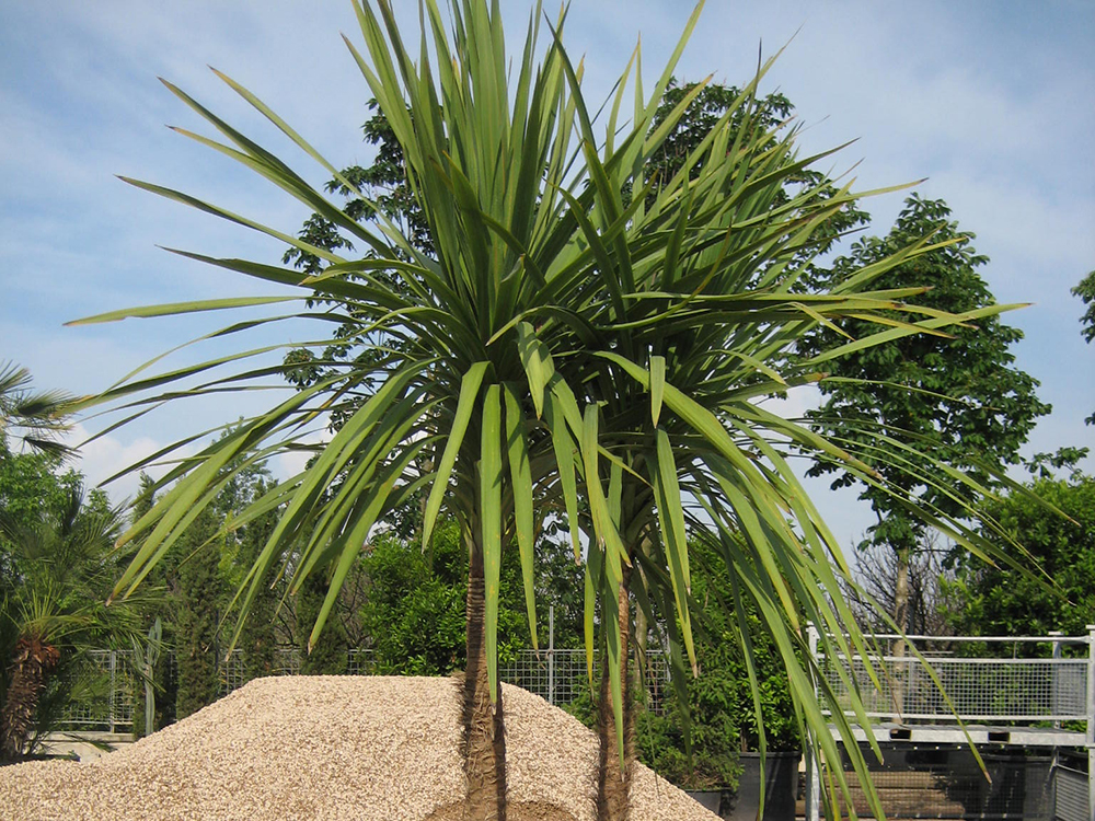 Cordyline Indivisa