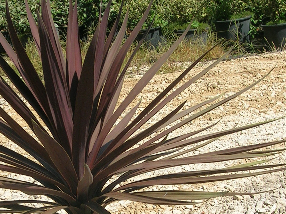 Cordyline Purple Tower