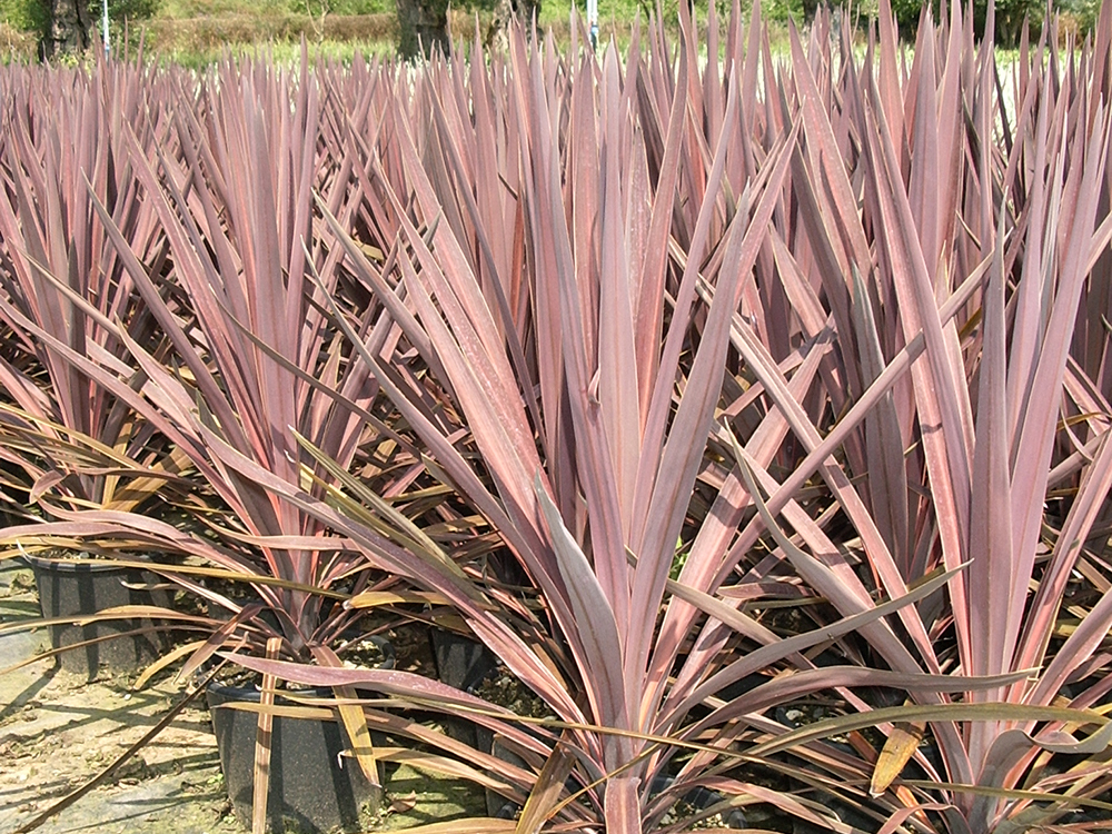 Cordyline Purple Tower