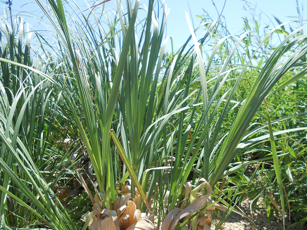 Cortaderia Selloana Bianca