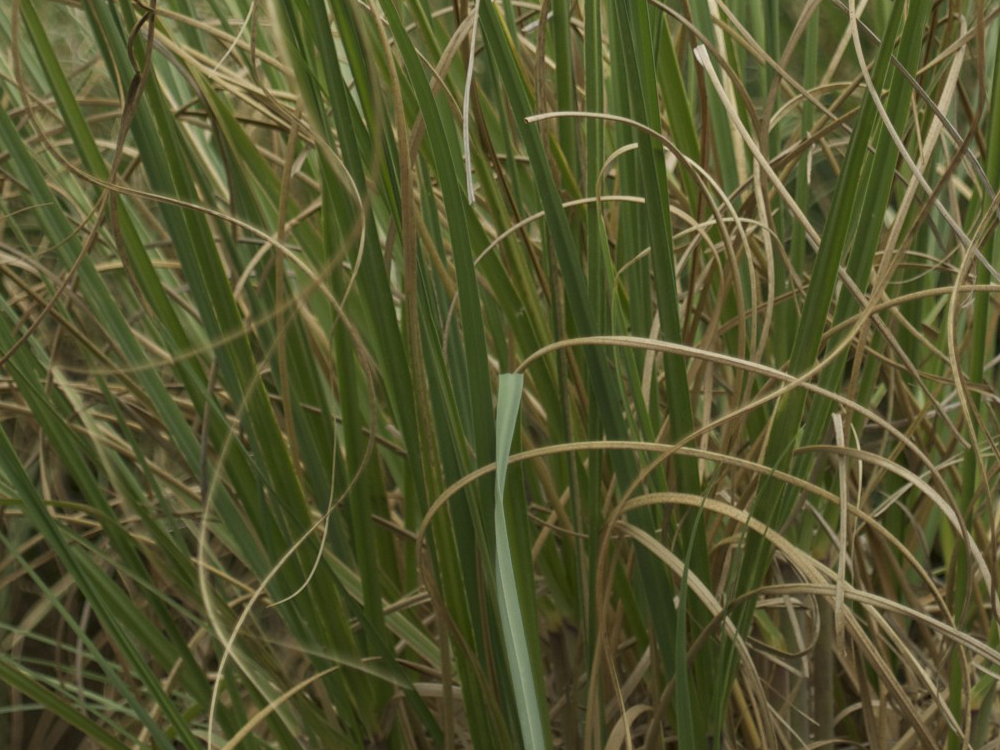 Erba della pampas (Cortaderia Selloana Bianca) Vivai Imperatore