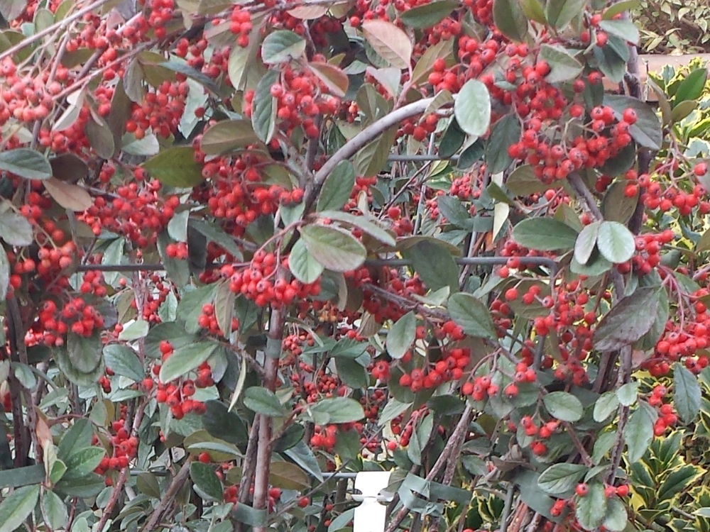 Cotoneaster Lacetus