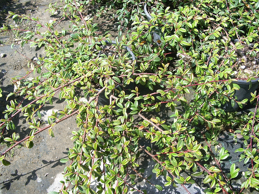 Cotoneaster Salicifolius