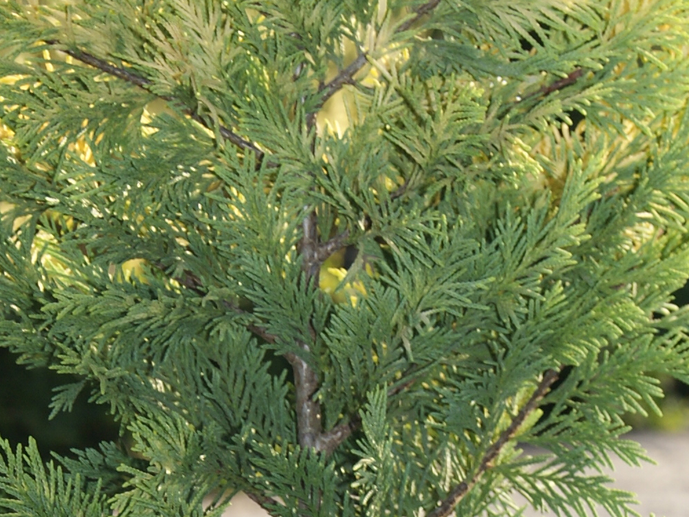 Cupressocyparis Leylandii