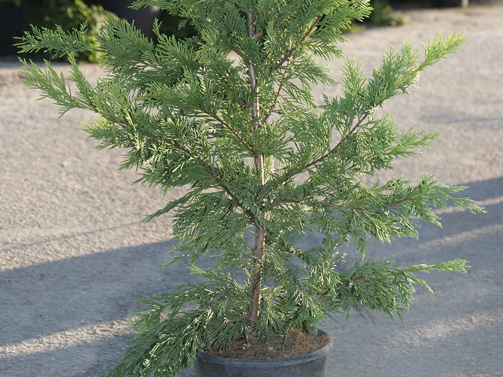 Cupressocyparis Leylandii