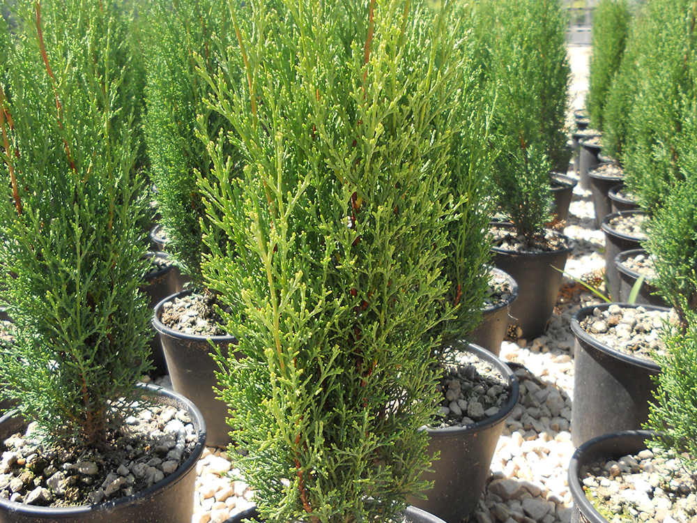 Cupressus Sempervirens