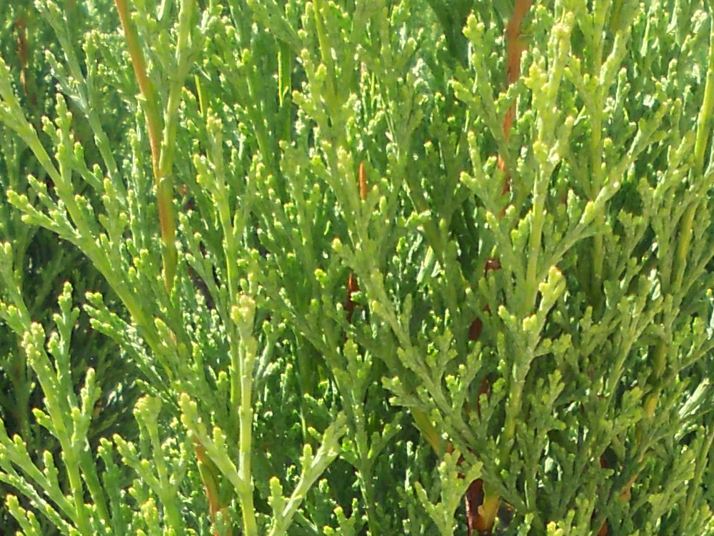 Cupressus Sempervirens