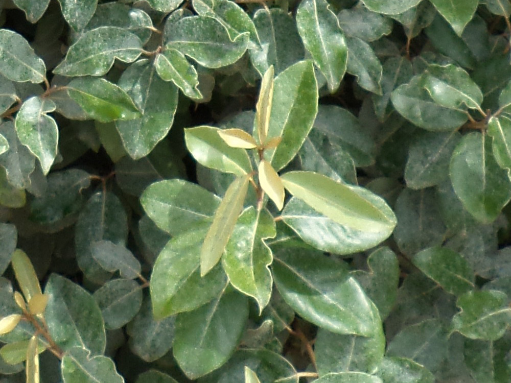 Elaeagnus Ebbingei