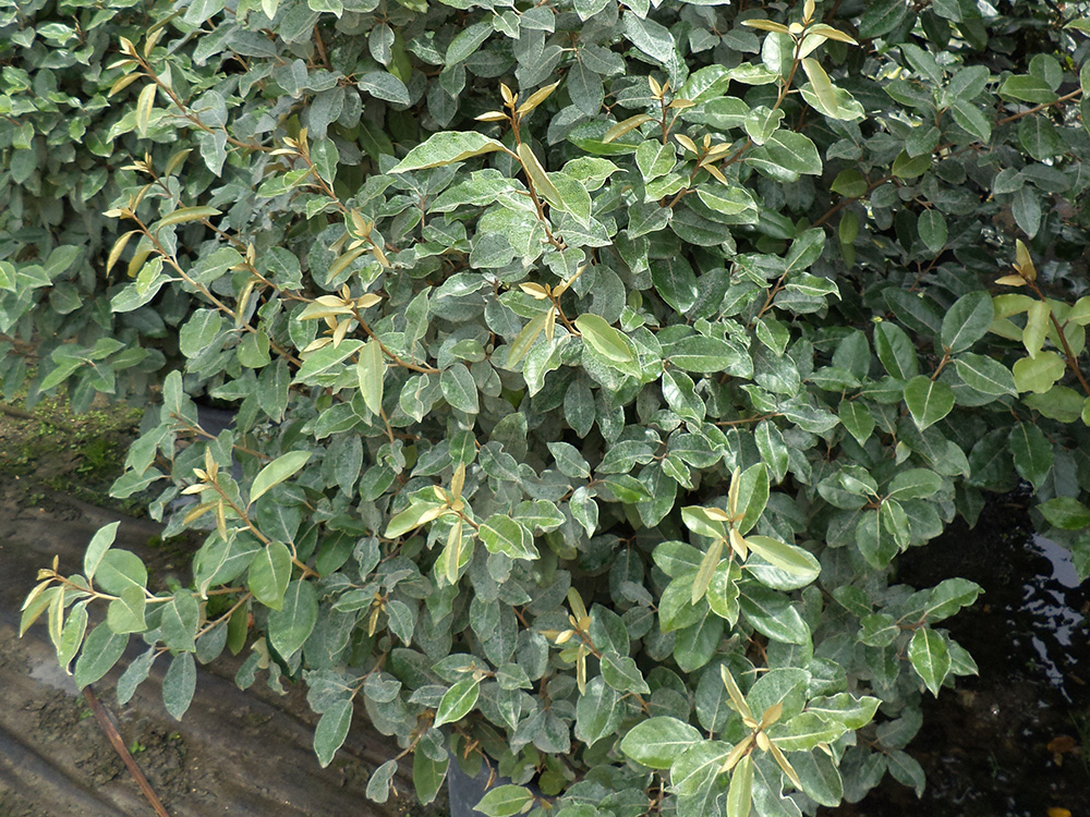 Elaeagnus Ebbingei