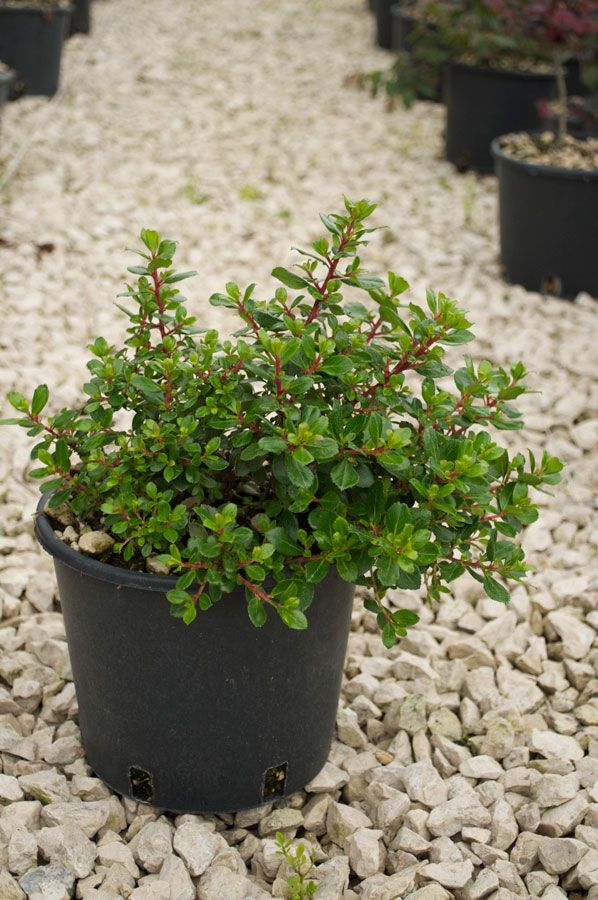 Escallonia Red Dream