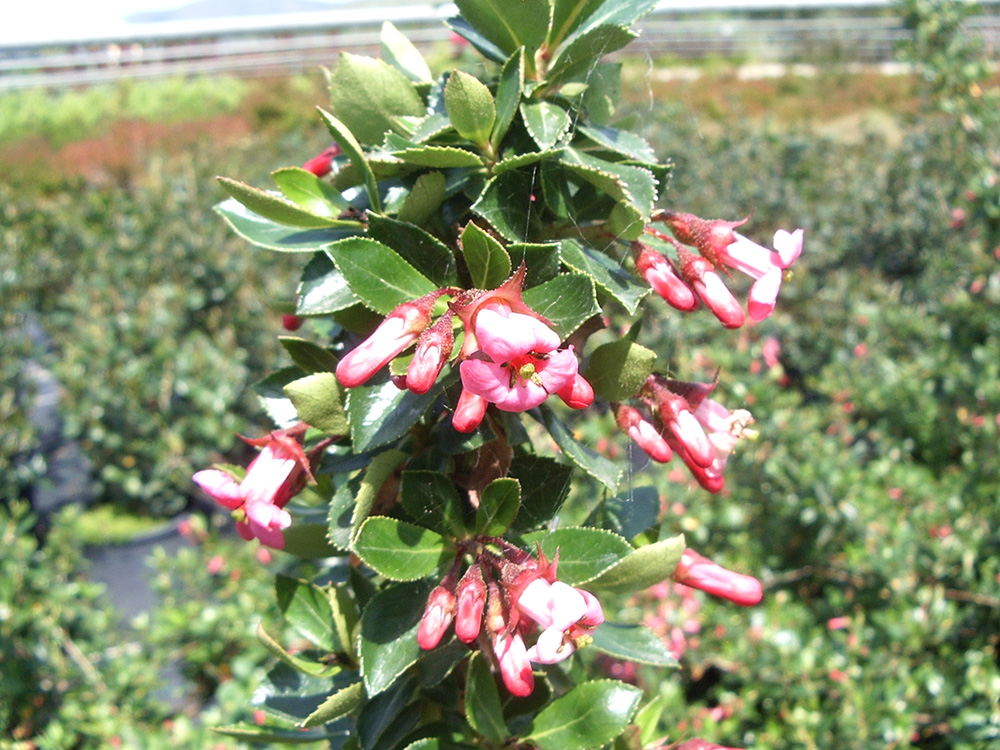 Escallonia Pride of Donard