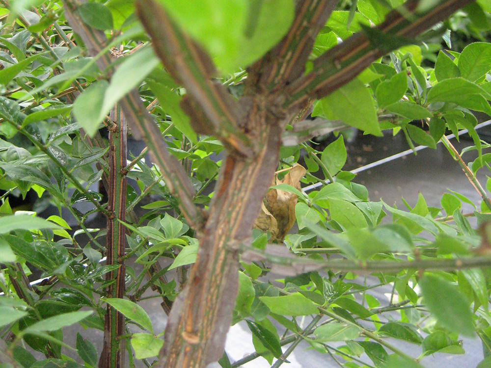 Euonymus Alatus Compacta