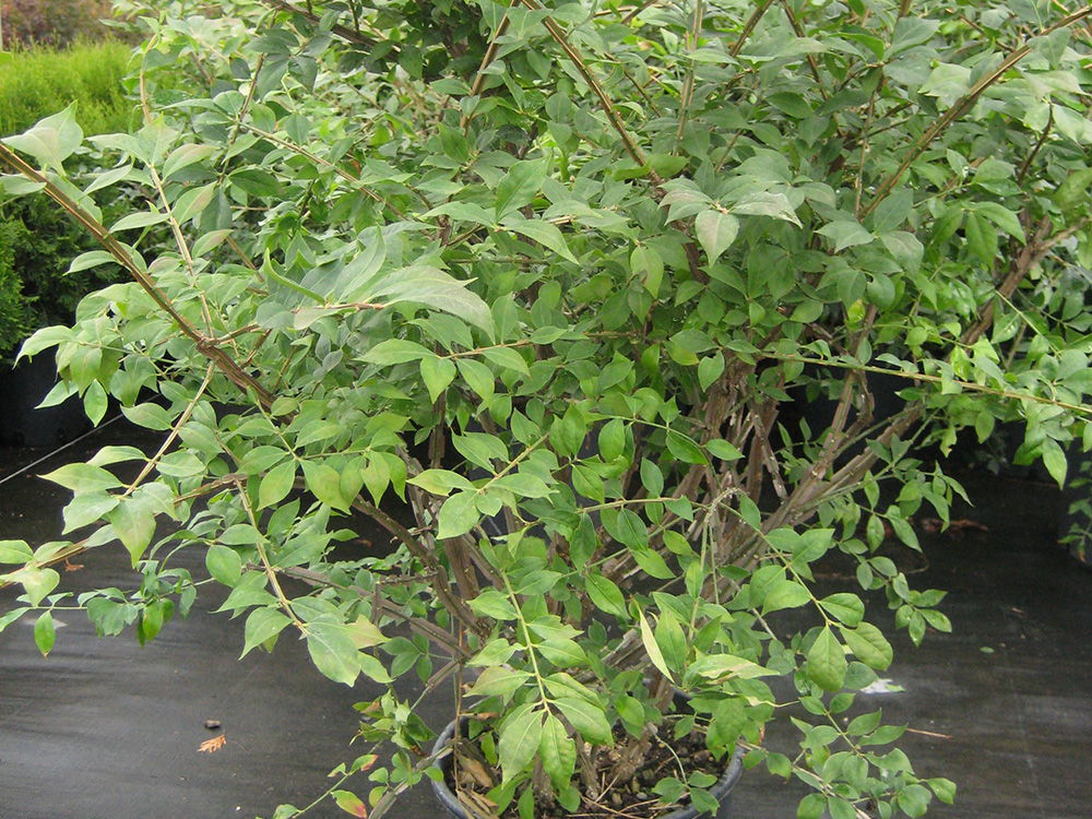 Euonymus Alatus Compacta