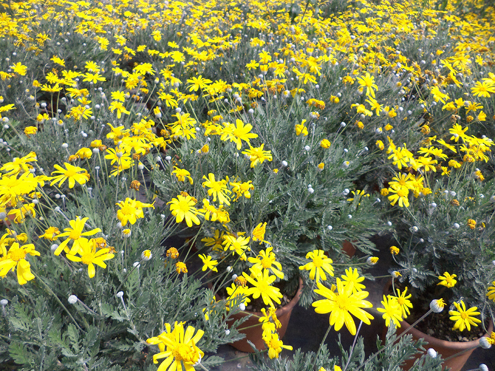 Euryops Pectinatus