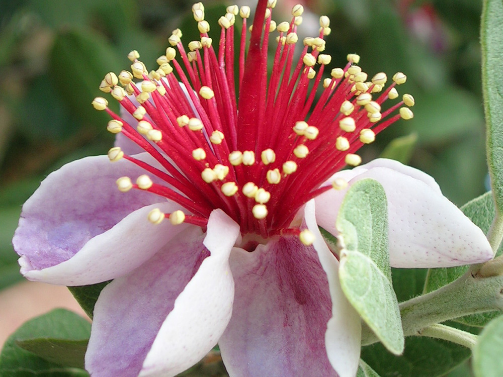 Feijoa Sellowiana