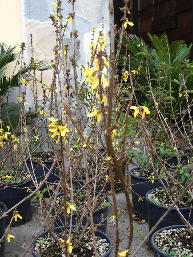 Forsythia Intermedia Courtalyn